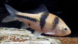 Barbus lasterisg: obsah, kompatibilita, chov, foto